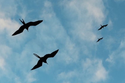 Picture of GREAT FRIGATE BIRDS-FREGATA MINOR RIDGWAYI-SOUTH PLAZA ISLAND-GALAPAGOS ISLANDS-ECUADOR