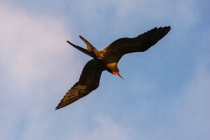 Picture of GREAT FRIGATE BIRD-FREGATA MINOR RIDGWAYI-SOUTH PLAZA ISLAND-GALAPAGOS ISLANDS-ECUADOR