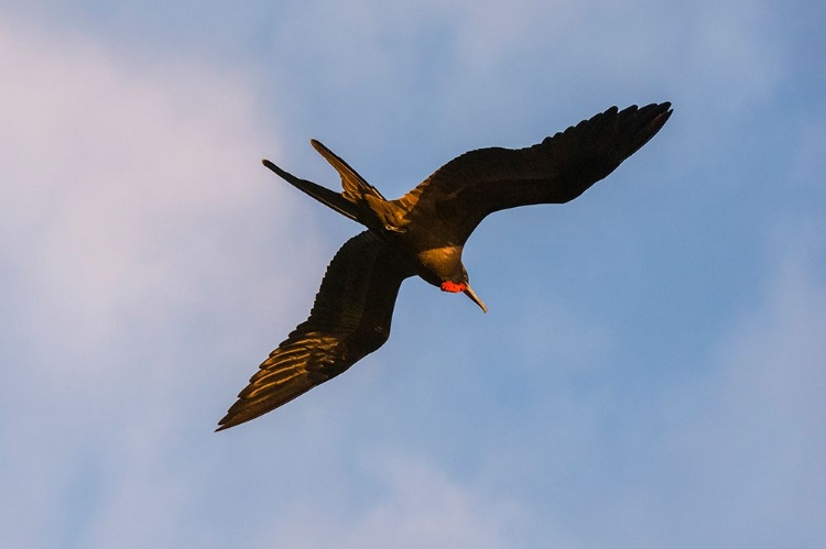 Picture of GREAT FRIGATE BIRD-FREGATA MINOR RIDGWAYI-SOUTH PLAZA ISLAND-GALAPAGOS ISLANDS-ECUADOR