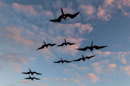 Picture of GREAT FRIGATE BIRDS-FREGATA MINOR RIDGWAYI-SOUTH PLAZA ISLAND-GALAPAGOS ISLANDS-ECUADOR