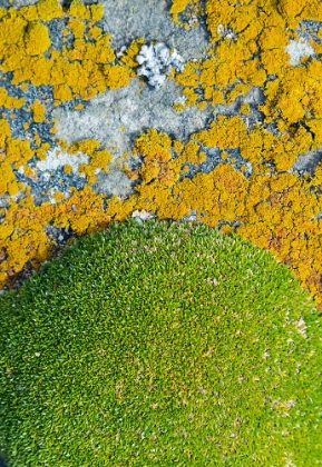 Picture of MOSS AND LICHEN-SAUNDERS ISLAND-FALKLAND ISLANDS