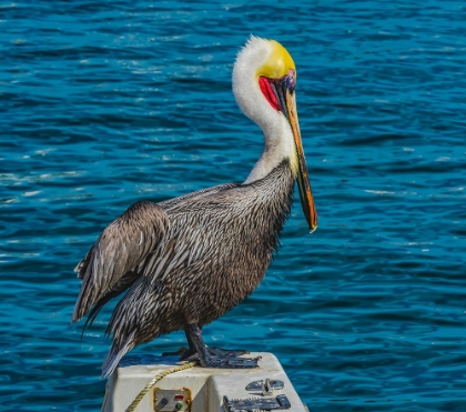 Picture of BROWN PELICAN-CABO SAN LUCAS-BAJA MEXICO