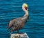 Picture of BROWN PELICAN-CABO SAN LUCAS-BAJA MEXICO