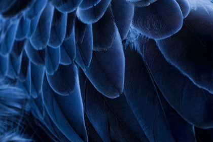 Picture of PATTERN IN FEATHERS OF SOUTHERN SCREAMER OR CRESTED SCREAMER-NATIVE TO PERU-BOLIVIA-PARAGUAY