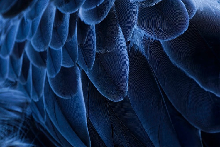 Picture of PATTERN IN FEATHERS OF SOUTHERN SCREAMER OR CRESTED SCREAMER-NATIVE TO PERU-BOLIVIA-PARAGUAY