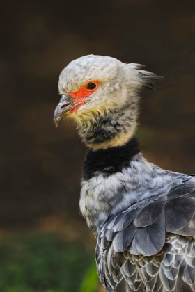 Picture of SOUTHERN SCREAMER OR CRESTED SCREAMER-NATIVE TO PERU-BOLIVIA-PARAGUAY
