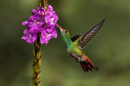 Picture of RUFOUS TAILED HUMMINGBIRD-COSTA RICA