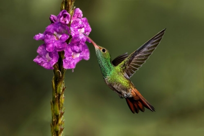 Picture of RUFOUS TAILED HUMMINGBIRD-COSTA RICA