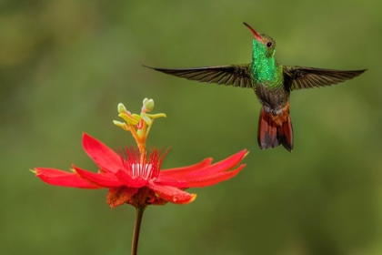 Picture of RUFOUS TAILED HUMMINGBIRD-COSTA RICA