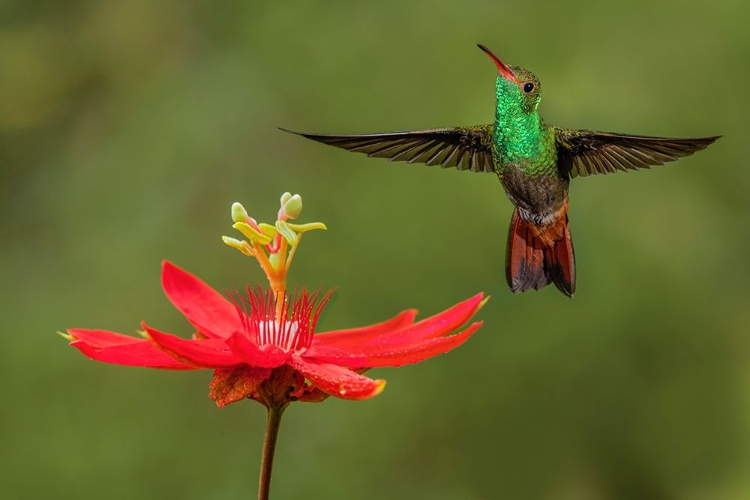 Picture of RUFOUS TAILED HUMMINGBIRD-COSTA RICA