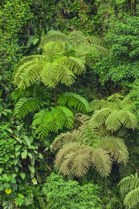 Picture of CLOUD FOREST TREES AND VEGETATION IN THE MOUNTAINS OF BAJOS DEL TORO AMARILLO-SARCHI-COSTA RICA