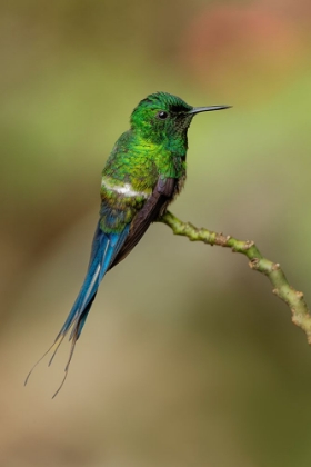Picture of GREEN THORNTAIL HUMMINGBIRD PERCHED ON PLANT-COSTA RICA