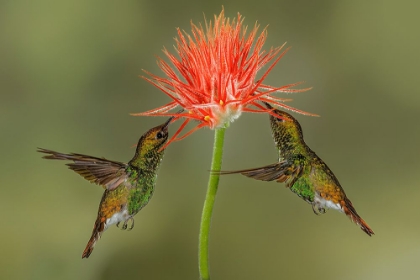 Picture of PAIR OF COPPERY HEADED EMERALD HUMMINGBIRDS FEEDING ON FLOWER-COSTA RICA