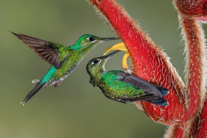 Picture of GREEN CROWNED BRILLIANT HUMMINGBIRD-COSTA RICA