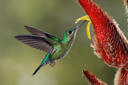 Picture of GREEN CROWNED BRILLIANT HUMMINGBIRD-COSTA RICA