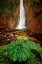 Picture of CATARATA DEL TORO WATERFALL-IN THE MOUNTAINS OF BAJOS DEL TORO AMARILLO-SARCHI-COSTA RICA