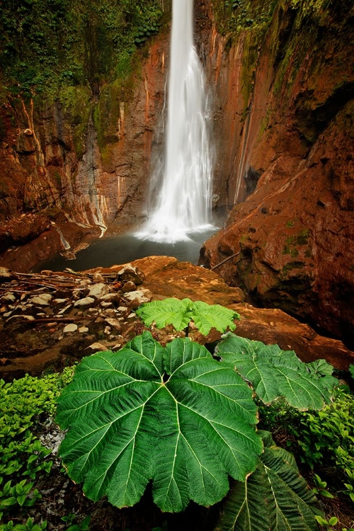 Picture of CATARATA DEL TORO WATERFALL-IN THE MOUNTAINS OF BAJOS DEL TORO AMARILLO-SARCHI-COSTA RICA