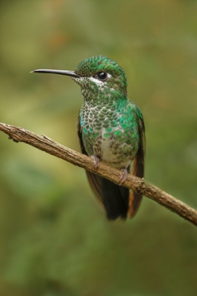 Picture of GREEN CROWNED BRILLIANT HUMMINGBIRD-COSTA RICA