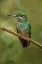 Picture of GREEN CROWNED BRILLIANT HUMMINGBIRD-COSTA RICA