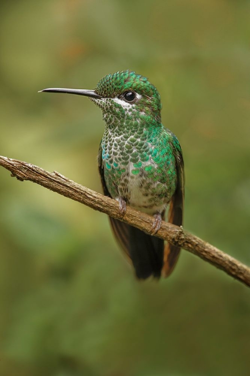 Picture of GREEN CROWNED BRILLIANT HUMMINGBIRD-COSTA RICA