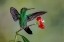 Picture of GREEN CROWNED BRILLIANT HUMMINGBIRD-COSTA RICA