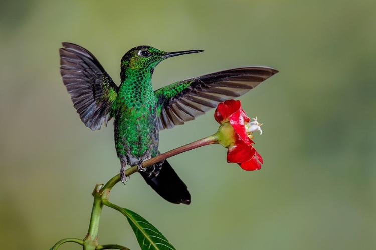 Picture of GREEN CROWNED BRILLIANT HUMMINGBIRD-COSTA RICA