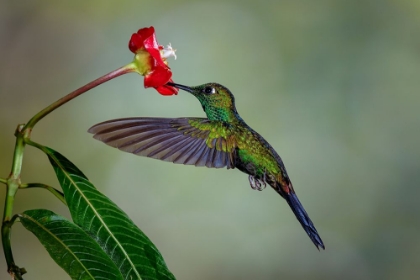 Picture of GREEN CROWNED BRILLIANT HUMMINGBIRD-COSTA RICA