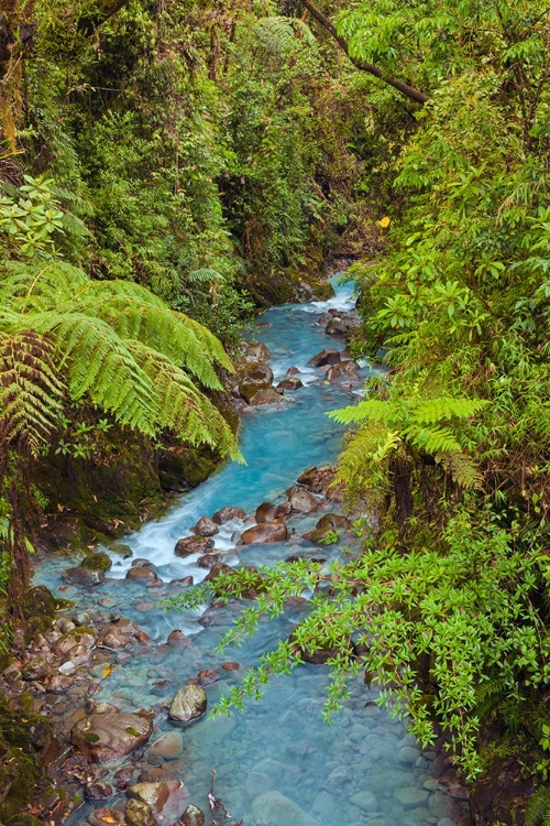 Picture of SMALL STREAM OR CREEK-COSTA RICA