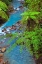 Picture of SMALL STREAM OR CREEK-COSTA RICA