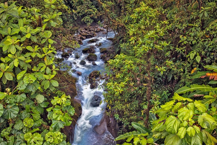 Picture of SMALL STREAM OR CREEK-COSTA RICA