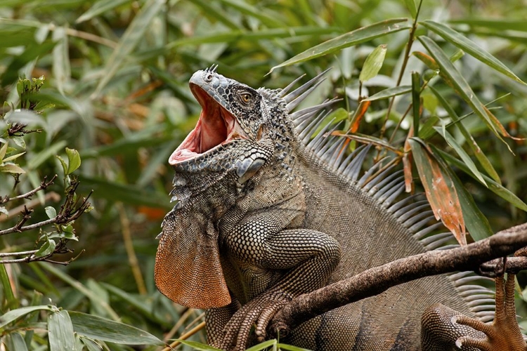 Picture of GREEN IGUANA-COSTA RICA