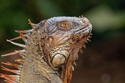 Picture of GREEN IGUANA-COSTA RICA