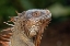 Picture of GREEN IGUANA-COSTA RICA