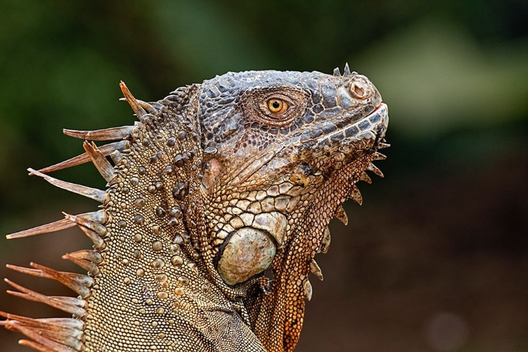 Picture of GREEN IGUANA-COSTA RICA