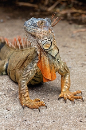 Picture of GREEN IGUANA-COSTA RICA