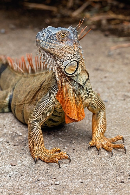 Picture of GREEN IGUANA-COSTA RICA