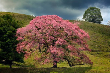 Picture of SINGLE LARGE FLOWERING TREE-COSTA RICA
