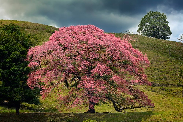 Picture of SINGLE LARGE FLOWERING TREE-COSTA RICA