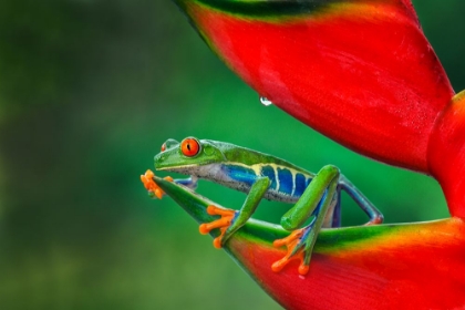 Picture of RED-EYED TREEFROG-COSTA RICA