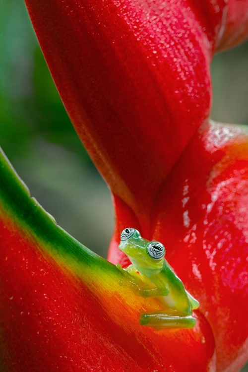 Picture of GHOST GLASS FROG-COSTA RICA