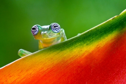 Picture of GHOST GLASS FROG-COSTA RICA