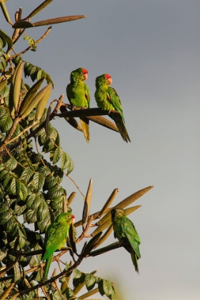 Picture of RED-LORED PARROTS-COSTA RICA