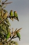 Picture of RED-LORED PARROTS-COSTA RICA