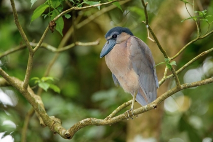 Picture of BOAT BILLED HERON-COSTA RICA