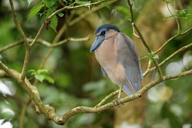 Picture of BOAT BILLED HERON-COSTA RICA