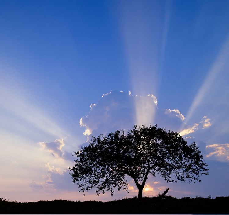 Picture of SINGLE TREE SILHOUETTED AT SUNRISE-COSTA RICA