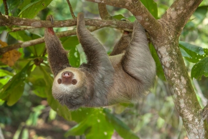 Picture of COSTA RICA-TWO-TOED SLOTH HANGS UPSIDE DOWN IN TREE