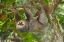 Picture of COSTA RICA-TWO-TOED SLOTH HANGS UPSIDE DOWN IN TREE