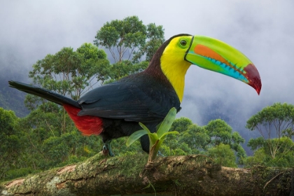 Picture of COSTA RICA-COMPOSITE CLOSE-UP OF KEEL-BILLED TOUCAN