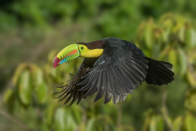 Picture of COSTA RICA-KEEL-BILLED TOUCAN IN FLIGHT